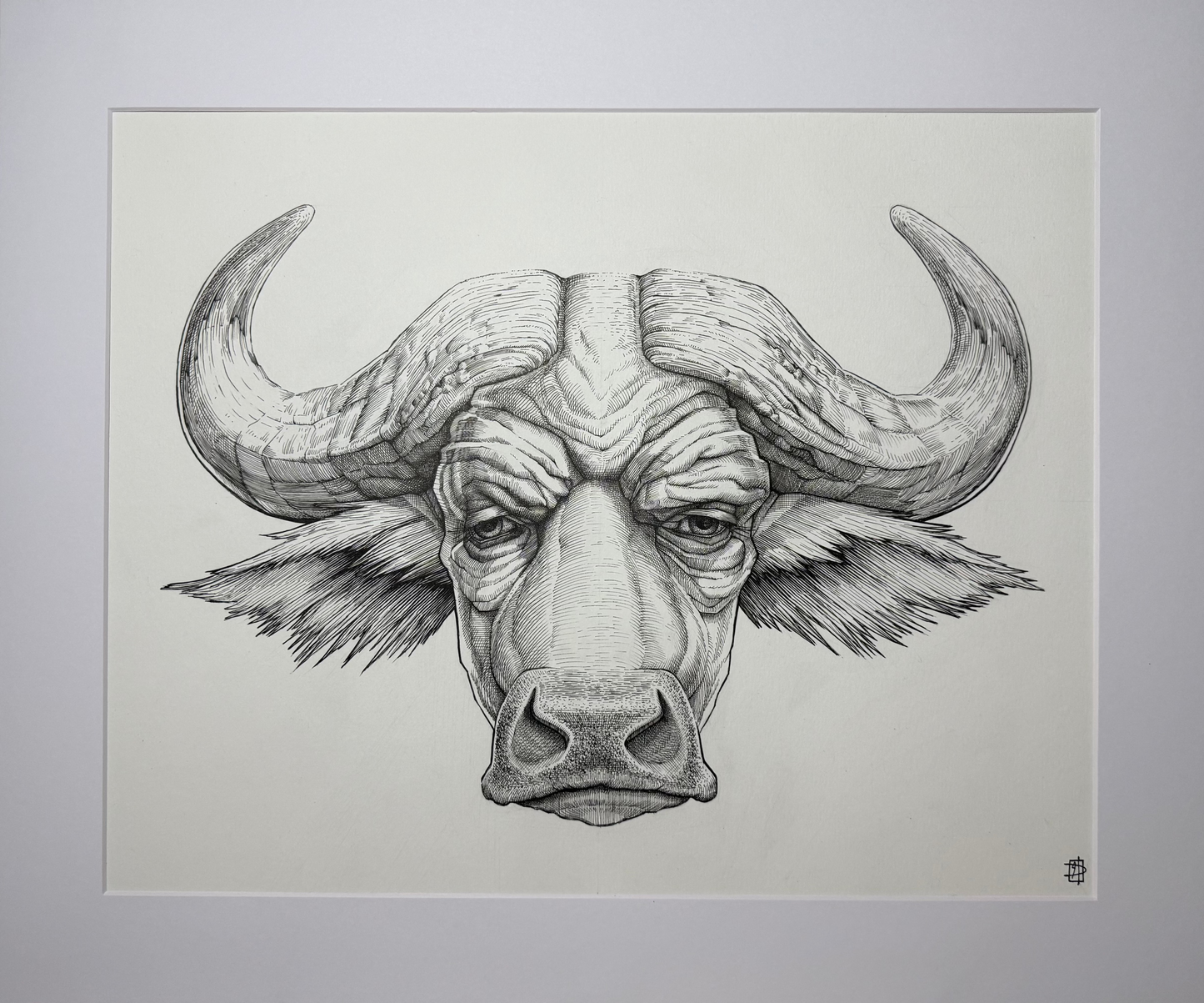 Cape Buffalo
