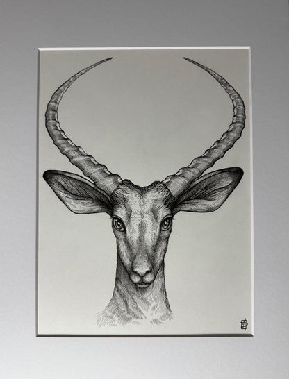 Impala